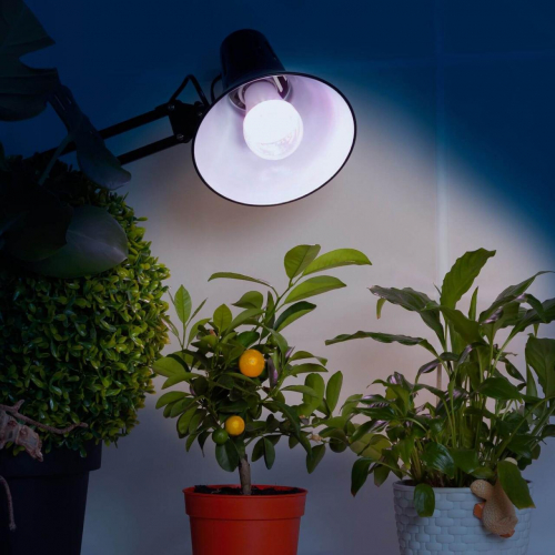 Лампа светодиодная для растений ЭРА E27 11W 2150K прозрачная FITO-11W-Ra90-E27 Б0039172 в г. Санкт-Петербург  фото 3