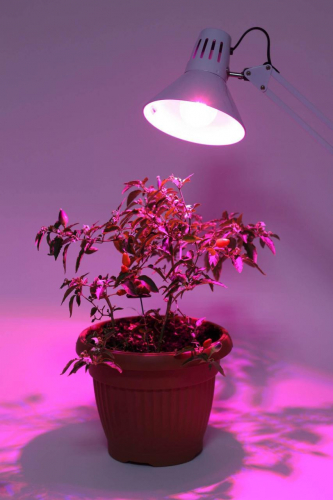 Лампа светодиодная для растений ЭРА E27 12W 1310K прозрачная FITO-12W-RB-E27-K Б0039070 в г. Санкт-Петербург  фото 2